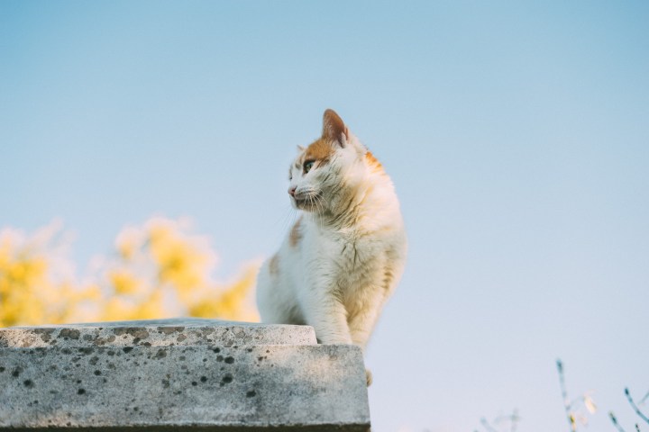 Kotka na murku na tle błękitnego nieba