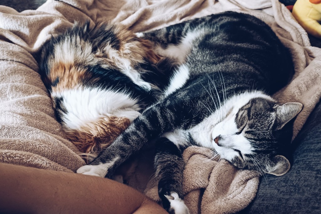 Dwa koty wtulone w siebie leżą na kocu